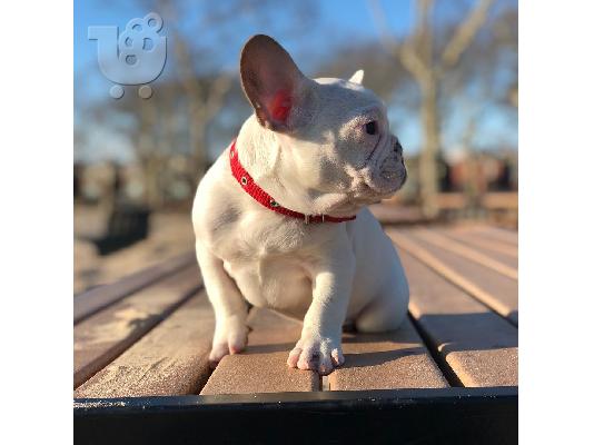 PoulaTo: AKC quality French Bulldog Puppy for free adoption!!!
